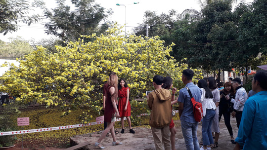 Hàng[-]ngàn[-]người[-]đến[-]thưởng[-]lãm[-]cây[-]mai[-]"khủng"[-]ở[-]Đồng[-]Nai